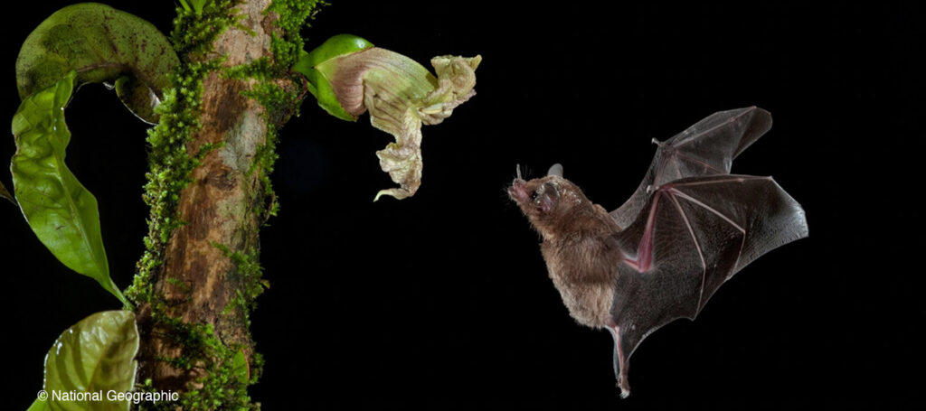 Bat in flight foraging at night