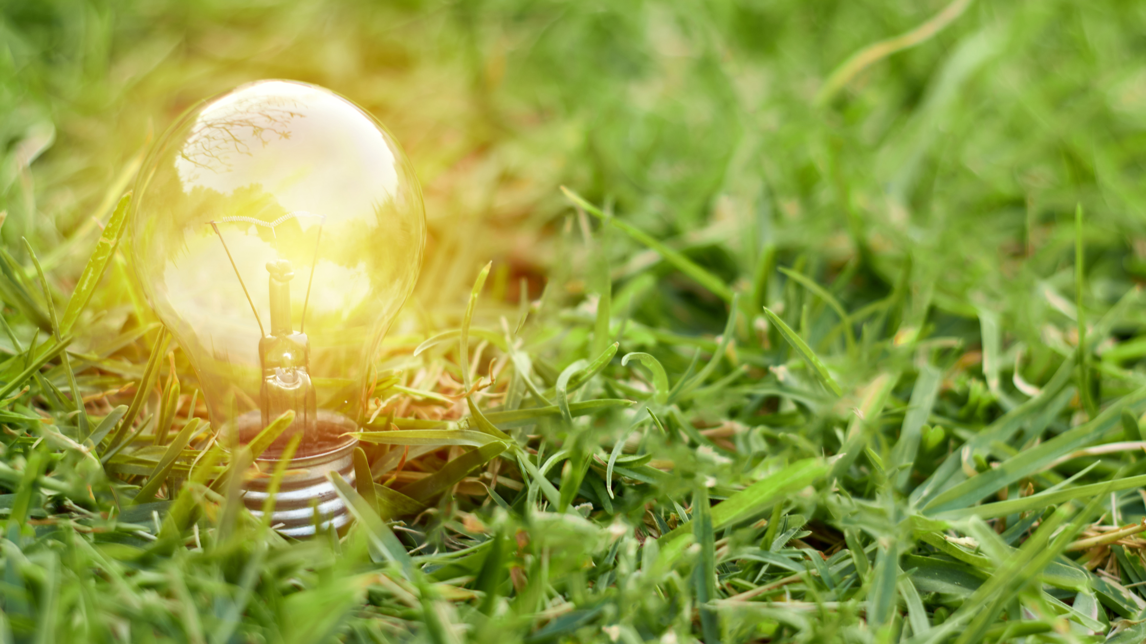 a Lightbulb planted in grass, lighting up